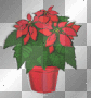 xmasflowers
