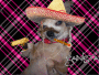 ganster dog