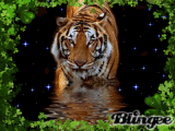 EL MEJOR TIGRE