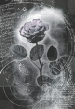 Black Rose