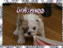 myyyyy  puppy :-]