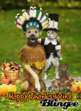 Indian Dog & Pilgrim Cat
