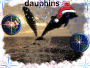 dauphins