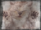 chat rigolo