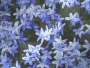 Floral Blue