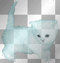 white cat white cat