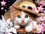 kitty
