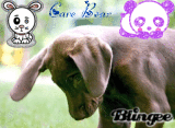 care Bear