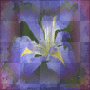 flower power
