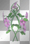 Spining Purple Flowers