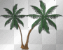 Palm Tree