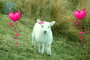 Lamb