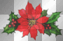poinsettia