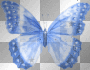 Butterfly8