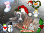 Roxy happy chrfistmas