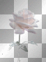 Coloful Rose