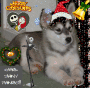 Merry X-mas