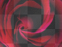 Rose...