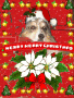 dog christmas