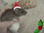 My pet rat