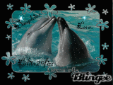 dofin
