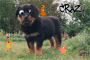 Crazy Rottweiler