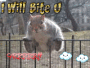 SQUIRRELS!!