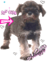 Sweet little puppy 
