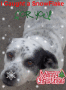 mutsy caught a snowflake1