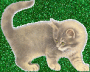 Kitty