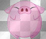 schwein
