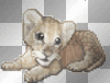 Baby tiger