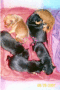binky's pups