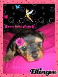 Sweet