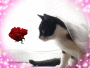 I  love cat and you ??