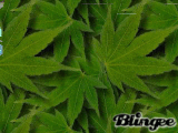 weed