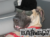 Great Dane