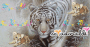 White Tiger