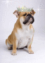 crazybulldogz