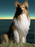 lassie