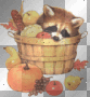 Harvest Racoon