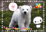 Dodo bear