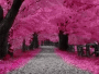 pink street