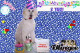 Happy bday /puppies