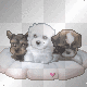 Cute Puppies