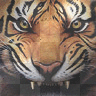 TIGRE