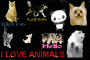 animal lover