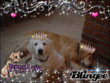 Puppy love