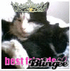 My m8s cats