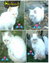 cachou